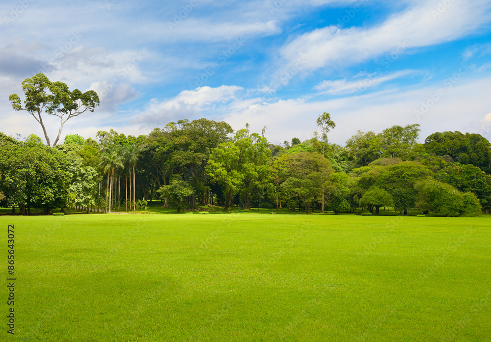 Fototapeta premium Beautiful large park with green lawn covered with grass.