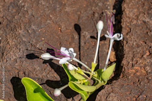 Volkameria inermis, the glory bower, is a species of flowering plant in the genus Volkameria of the family Lamiaceae,  Lava rock Sea Arch, Makahuena Light, Koloa, Kauai South Shore，Hawaii.  photo