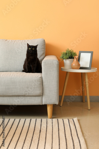 Cute black cat sitting on g...