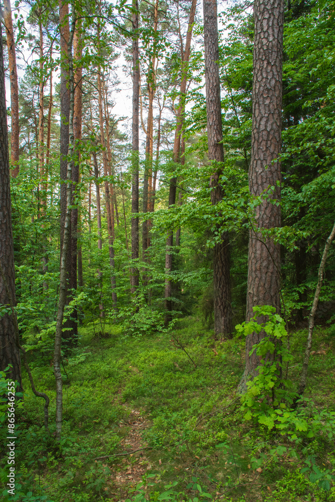 Las w okolicach Zwierzyńca,
The forest near Zwierzyniec Las w okolicach Zwierzyńca,
The forest near Zwierzyniec