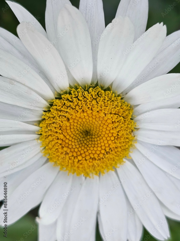 Obraz premium daisy flower closeup