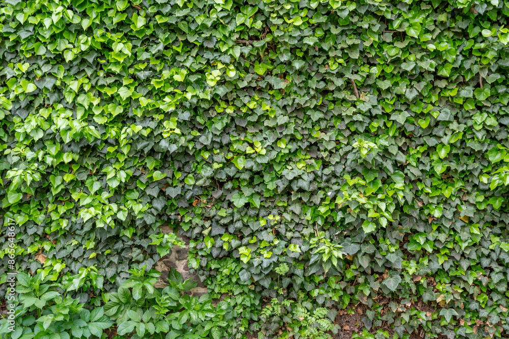 Medieval stone wall overgrown with ivy. Medieval stone wall overgrown with ivy.