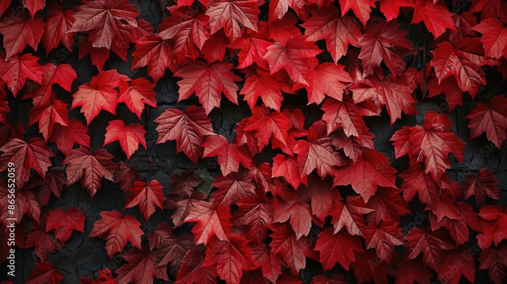 A collection of bright red leaves stuck to a wall, likely from a nearby tree A collection of bright red leaves stuck to a wall, likely from a nearby tree