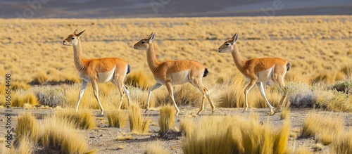 Vicuñas walking near. Cute saferi animals. Vicugna running. photo