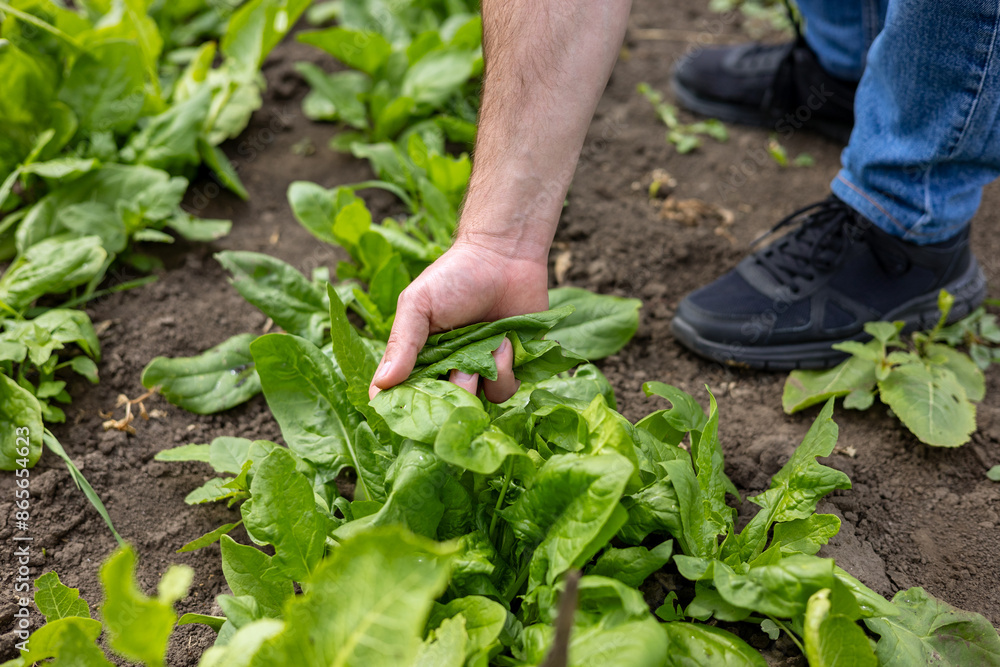 Young farmer hands collecting lettuce from his plantation. Farmer cultivate his own vegetables. Young farmer hands collecting lettuce from his plantation. Farmer cultivate his own vegetables.