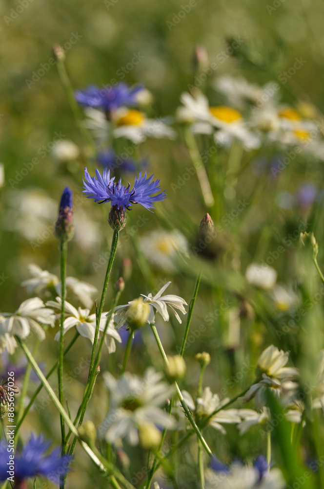 Blue delicate cornflowers stand out beautifully in a field of small white daisies Blue delicate cornflowers stand out beautifully in a field of small white daisies