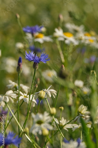Wallpaper Mural Blue delicate cornflowers stand out beautifully in a field of small white daisies Torontodigital.ca