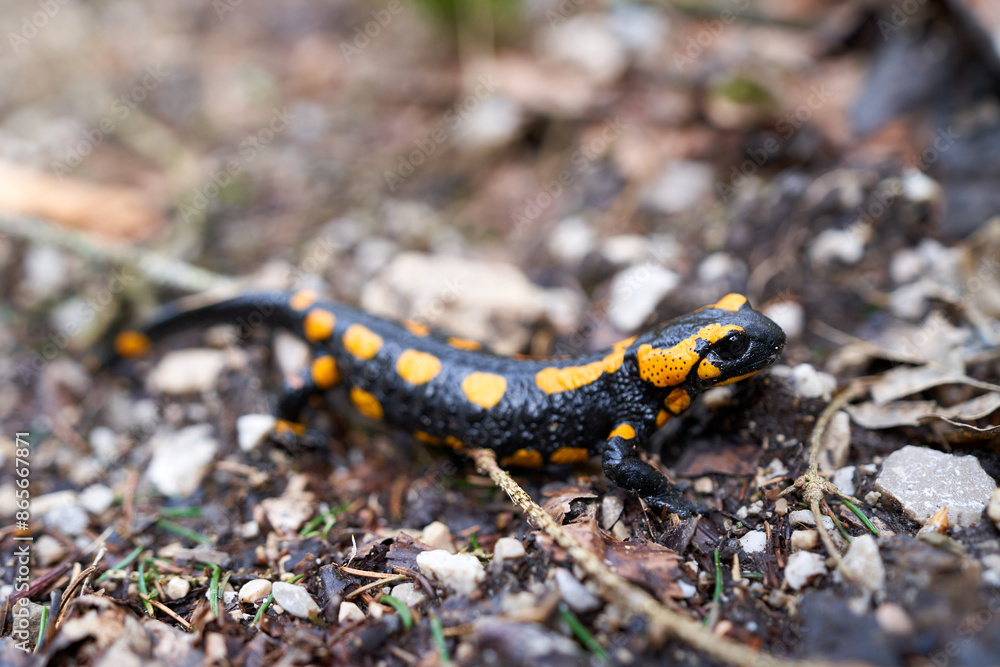 Spotted salamander, Ambystoma maculatum in a Forest Spotted salamander, Ambystoma maculatum in a Forest