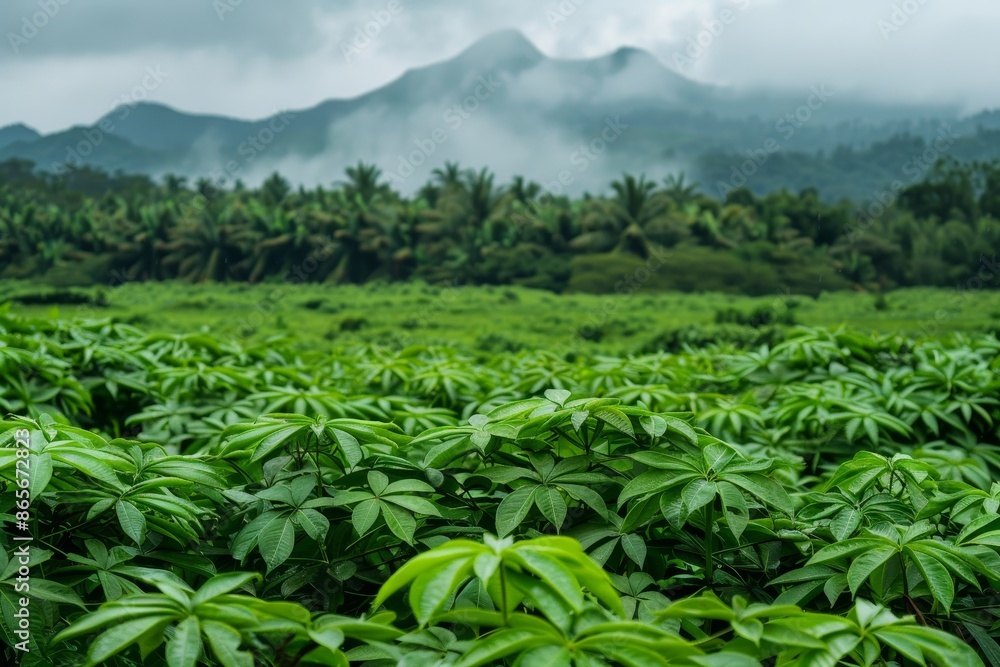 Cassava field surrounded by greenery Cassava field surrounded by greenery