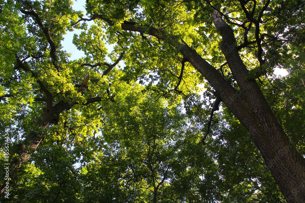 trees with green leaves on the background of the blue sky, leaves and sky trees with green leaves on the background of the blue sky, leaves and sky