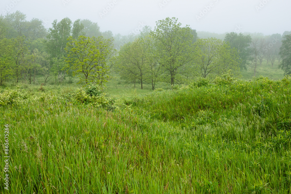 Fog settles over the field and trees within Pike Lake Unit, Kettle Moraine State Forest, Hartford, Wisconsin in mid-May Fog settles over the field and trees within Pike Lake Unit, Kettle Moraine State Forest, Hartford, Wisconsin in mid-May
