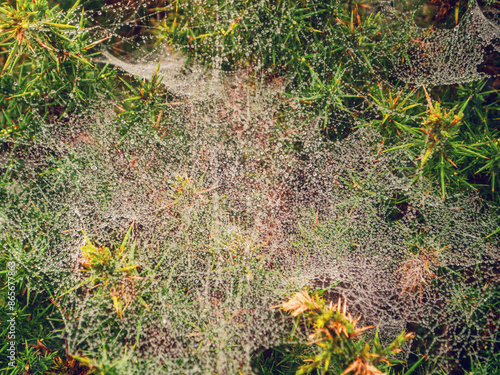 A spider web with water dew droplets is covering a bush. The web is very thin and delicate, and it is covering the entire bush. Beautiful rich green color of leaf. Nature scene after a rain.