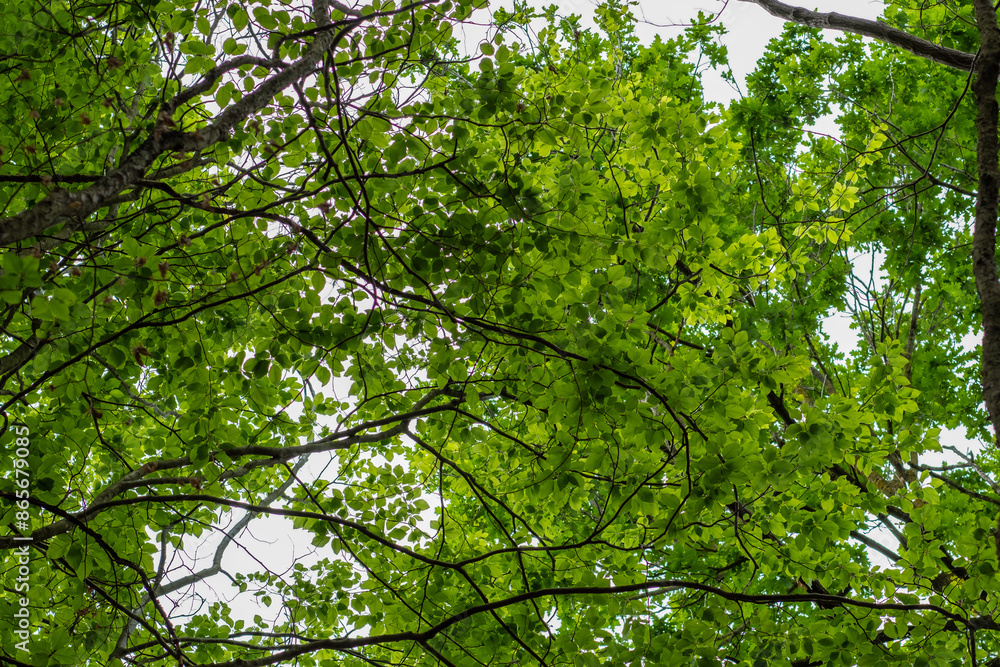 Green beech leaves background on a tree ceiling woodland forest Green beech leaves background on a tree ceiling woodland forest