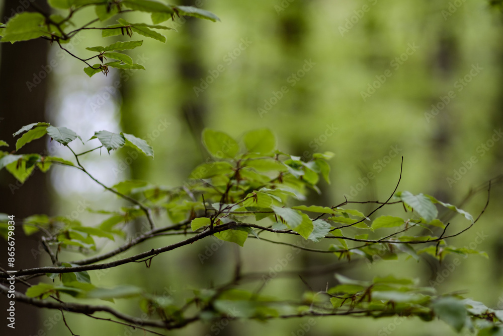 Green beech leaves branch close up still in a green forest woodland Green beech leaves branch close up still in a green forest woodland
