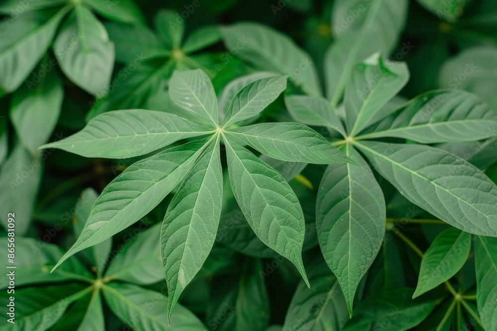 Close up shot of green cassava leaves in the garden rich in vitamins and nutrients Close up shot of green cassava leaves in the garden rich in vitamins and nutrients