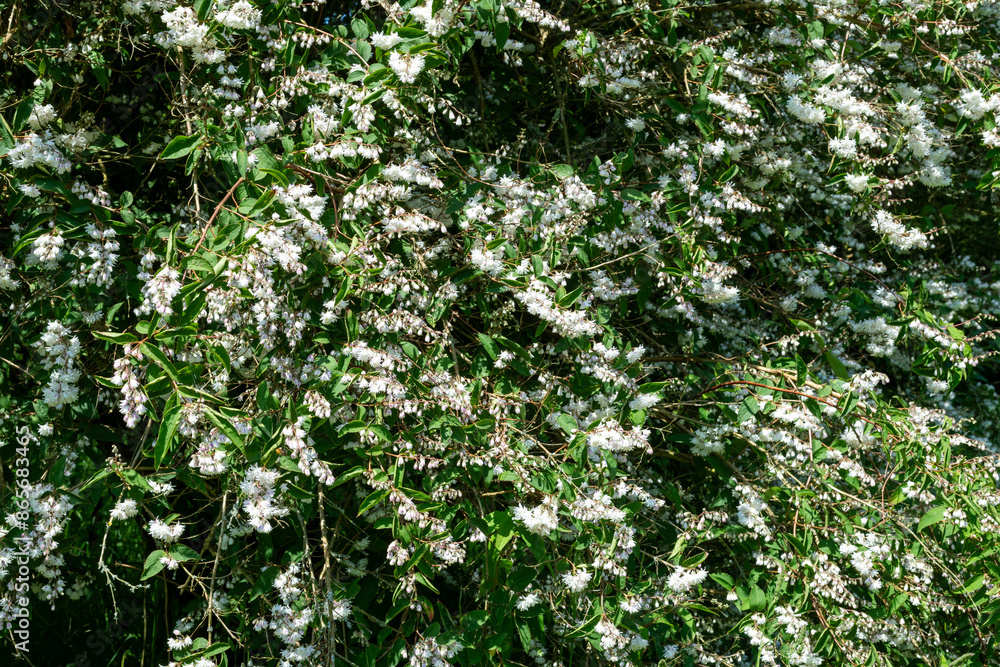 Fototapeta premium Deutzia scabra Codsall Pink flowers in bloom