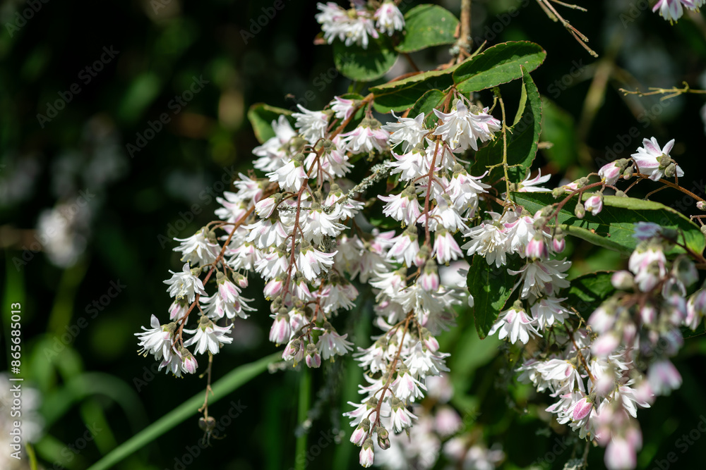 Deutzia scabra Codsall Pink flowers in bloom Deutzia scabra Codsall Pink flowers in bloom