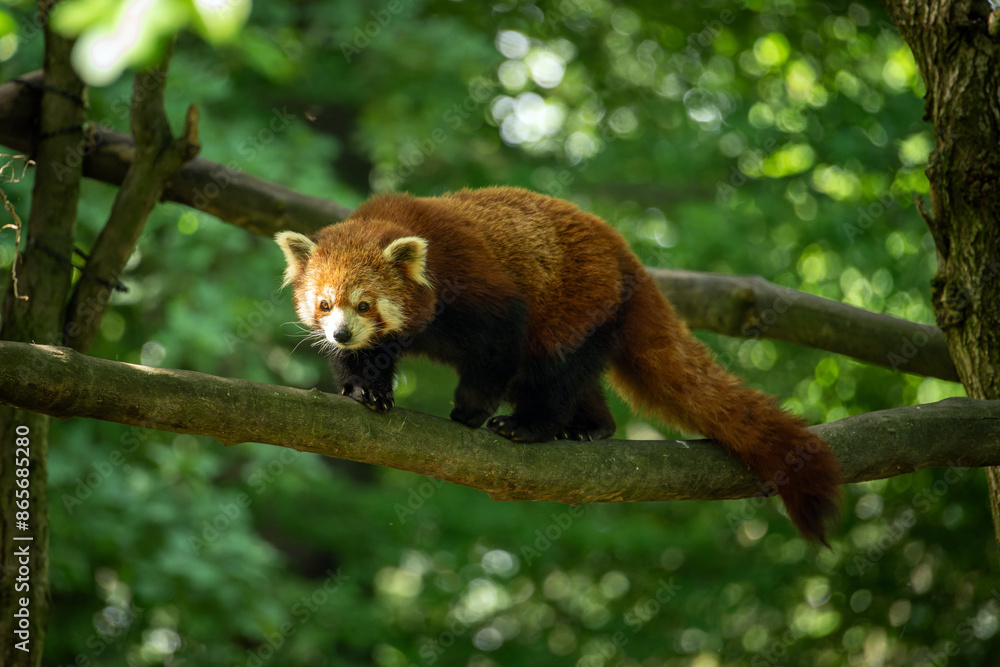 Fototapeta premium Red panda on a branch.