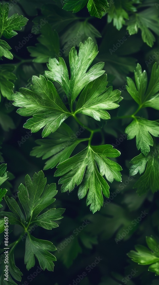 Fresh green parsley leaves close-up, botanical and culinary concept Fresh green parsley leaves close-up, botanical and culinary concept