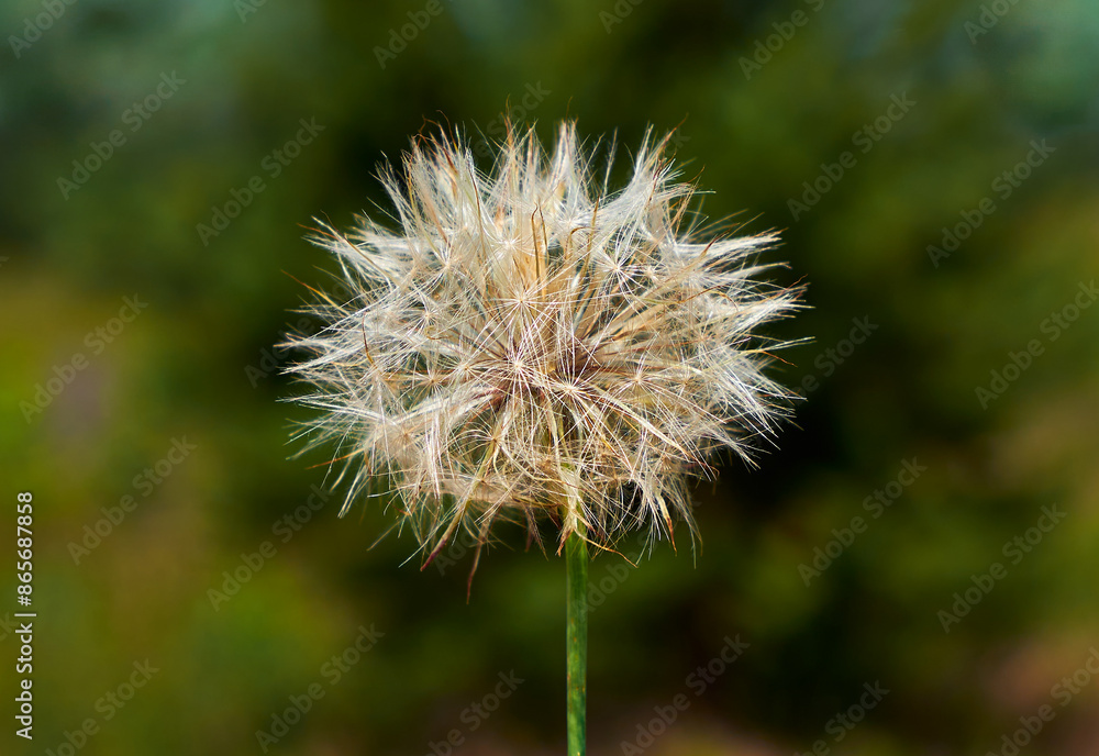 Fototapeta premium Close-up of a fluffy dandelion seed head, set against a blurred green background, symbolizing nature's delicate beauty.
