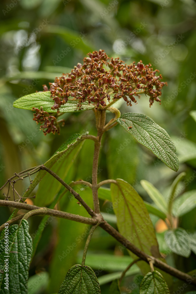 Viburnum viburnum and seeds on the tree. Viburnum viburnum and seeds on the tree.