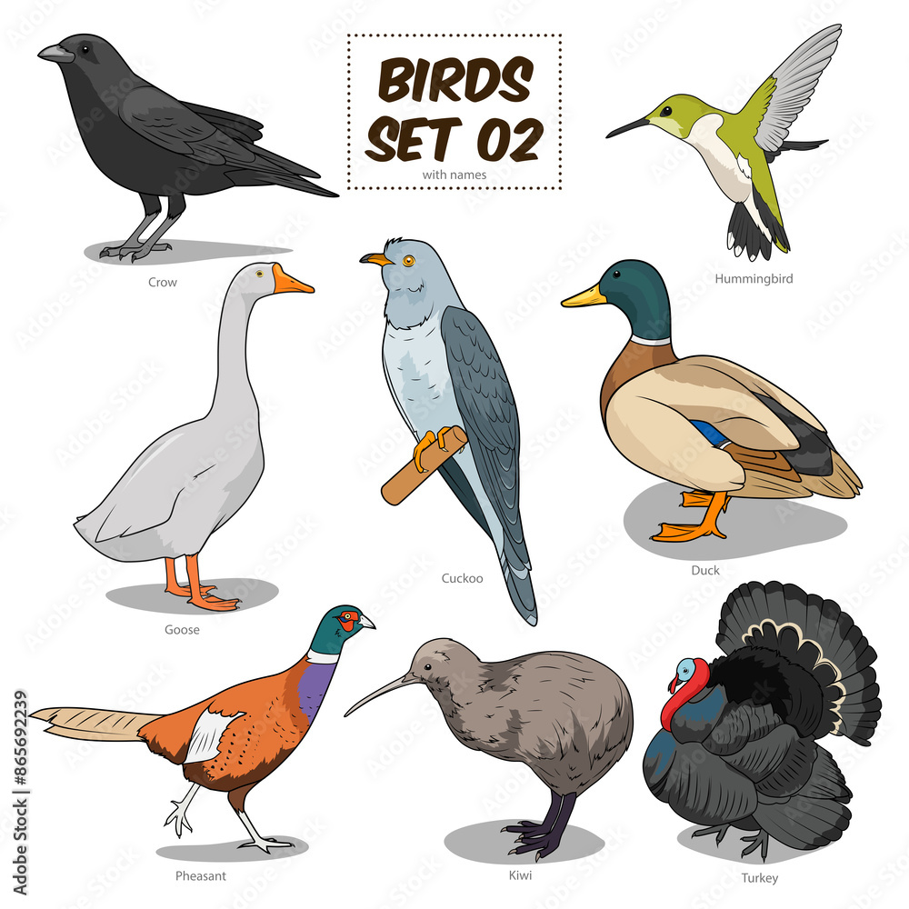 Fototapeta premium Bird set cartoon colorful PNG illustration. Educational material