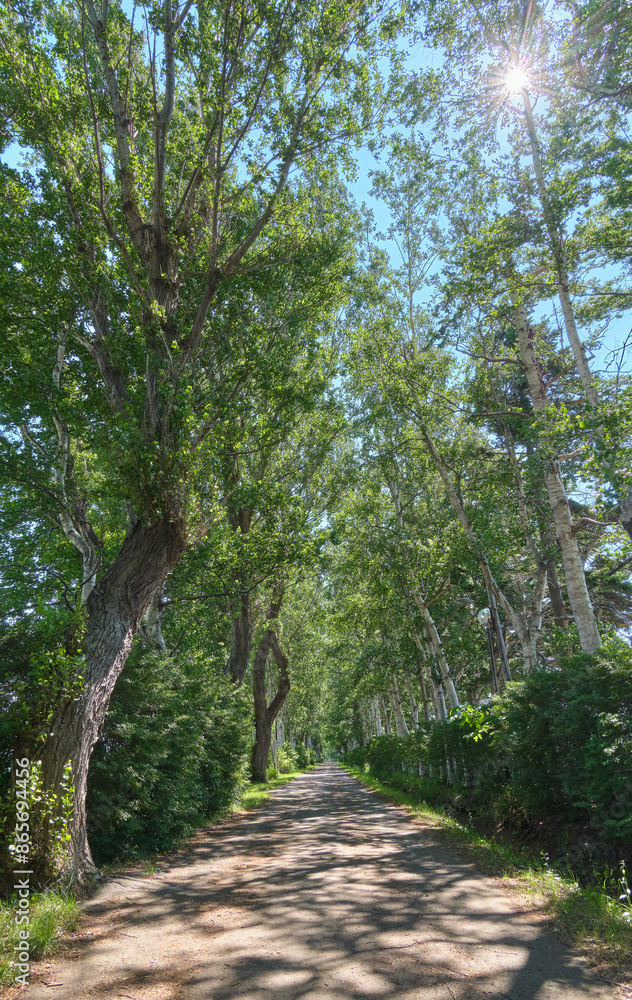朝の八紘学園の並木道 / Tree lined avenue of Hakko Gakuen in the morning 朝の八紘学園の並木道 / Tree lined avenue of Hakko Gakuen in the morning