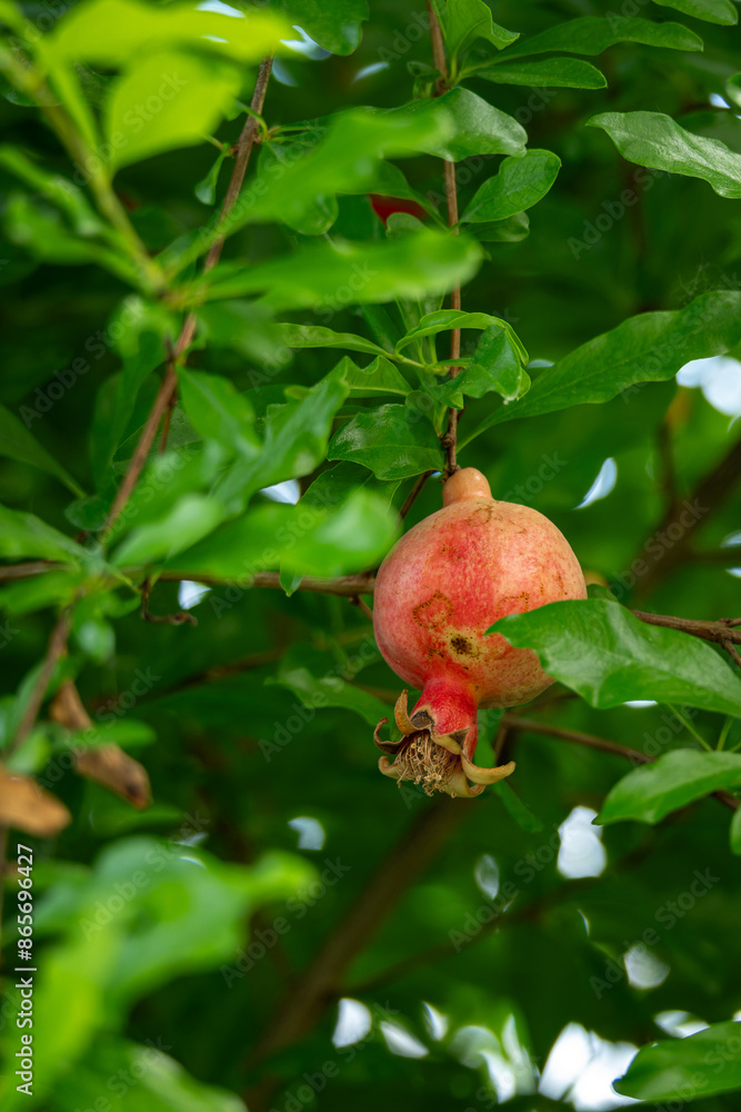 Pomegranate fruit on a tree. Pomegranate fruit on a tree.