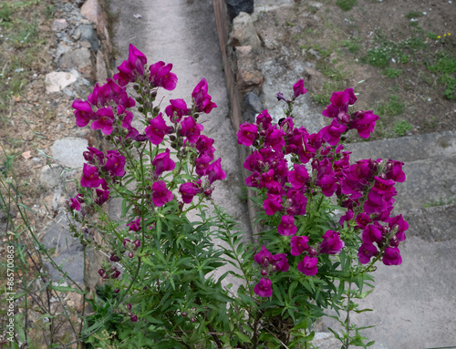 Muflier ou Gueule de loup (Antirrhinum majus) photo