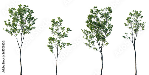 Set of 4 Quercus robur frontal set street trees isolated png in sunny daylight on a transparent background perfectly cutout (common, English, European, French, Pedunculate, Polish, Truffle Oak)