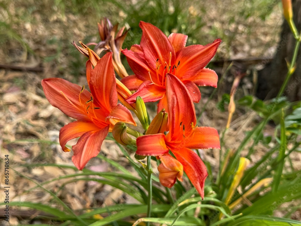 Orange Day-lily (Hemerocallis fulva) in garden, Madrid Spain.
Orange Day-lily (Hemerocallis fulva) in garden, Madrid Spain.