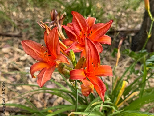 Orange Day-lily (Hemerocallis fulva) in garden, Madrid Spain. 