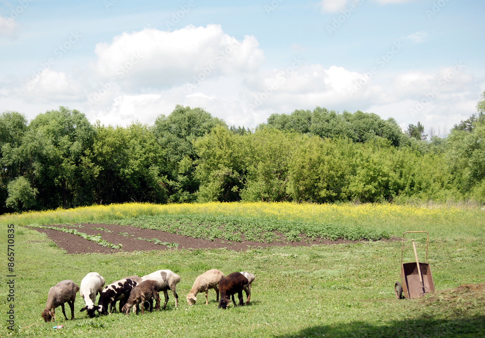 Fototapeta premium Sheep Grazing in a Rural Field