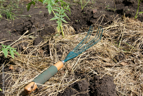 Garden Rake on Straw Mulch