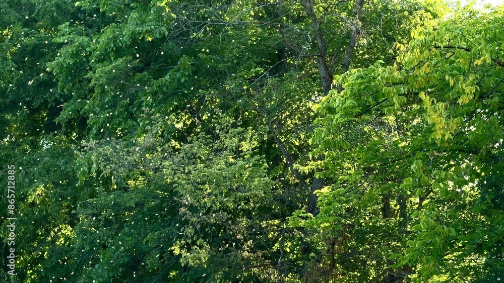 midge in the forest, swarm of insects, mosquitoes midge in the forest, swarm of insects, mosquitoes