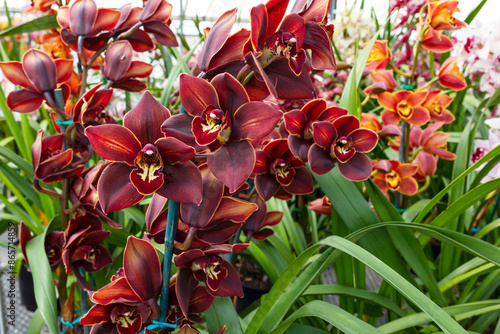 Foto Blooming Chocolate Cymbidium Orchid Plant, Flower with Green Leaves
