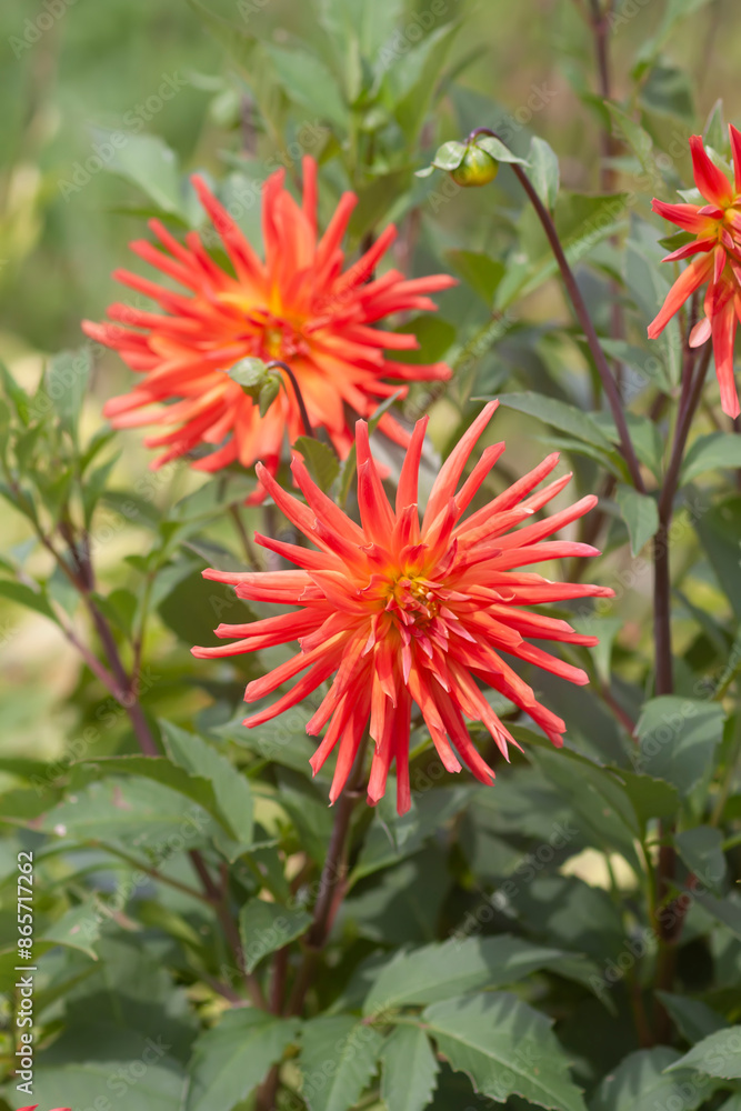Red dahlia garden flower in flowering season. Red dahlia garden flower in flowering season.