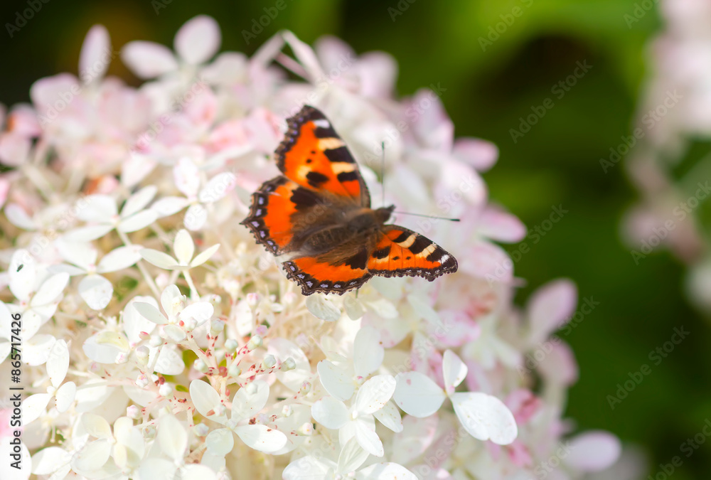 Fototapeta premium Butterfly sitting on the white hydrangea flowers close up.