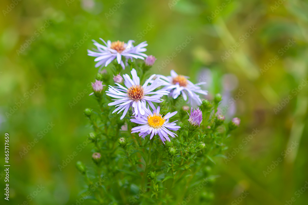 Purple garden aster flowers. Purple garden aster flowers.