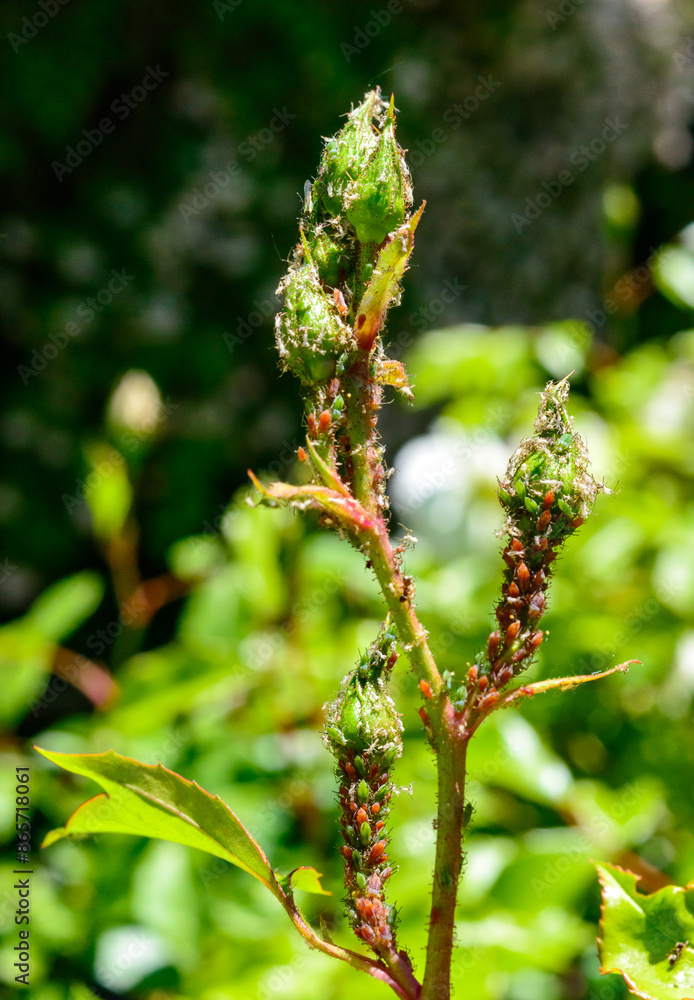 Green Aphid (Aphidoidea, Hemiptera) on a bud of a decorative rose Green Aphid (Aphidoidea, Hemiptera) on a bud of a decorative rose