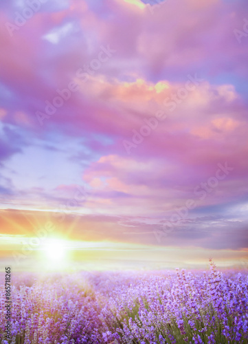 Lavender field. Blossom summer field