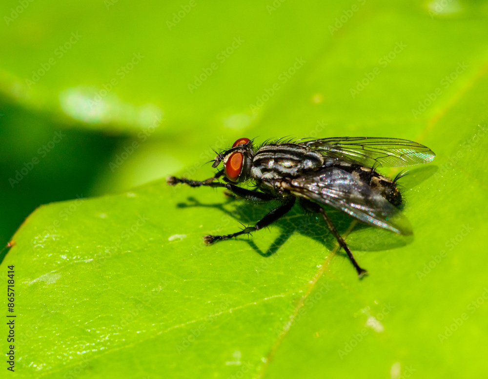 (Sarcophaga carnaria), large gray meat fly on a green leaf (Sarcophaga carnaria), large gray meat fly on a green leaf