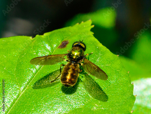 Chloromyia formosa - green shiny fly on a background of green leaves photo