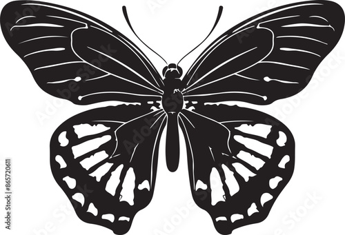 butterfly on a white background