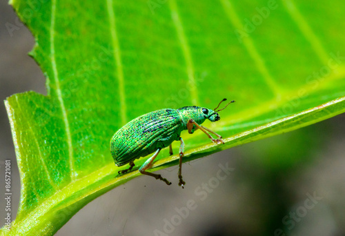 Polydrusus formosus - green shiny beetle weevil on a green leaf photo