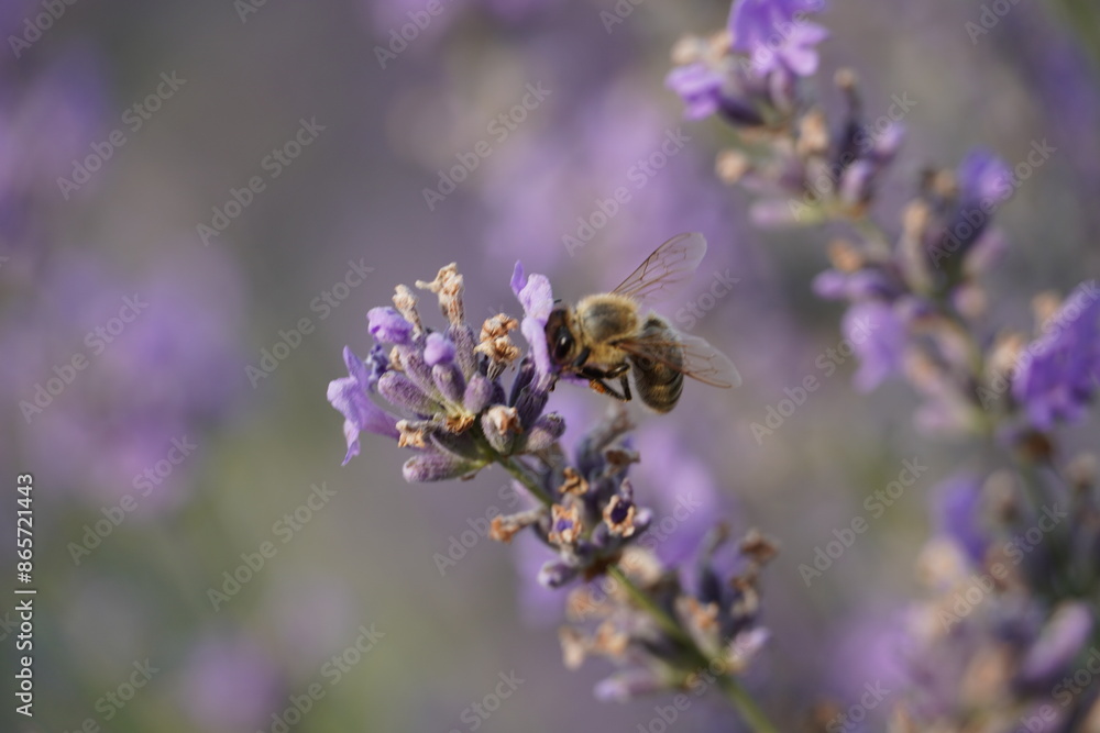 Bee busy collecting nectar in a lavender field Bee busy collecting nectar in a lavender field