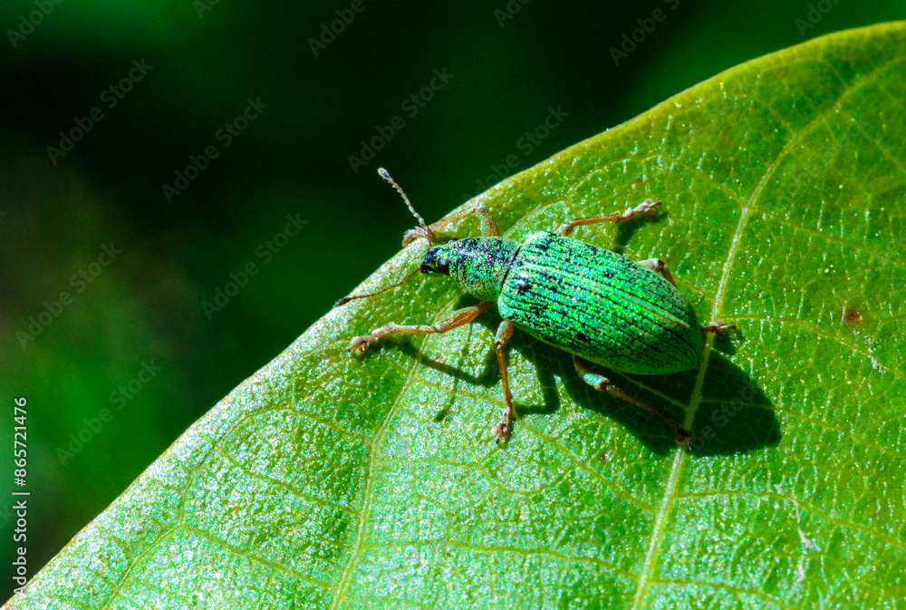 Polydrusus formosus - green shiny beetle weevil on a green leaf Polydrusus formosus - green shiny beetle weevil on a green leaf