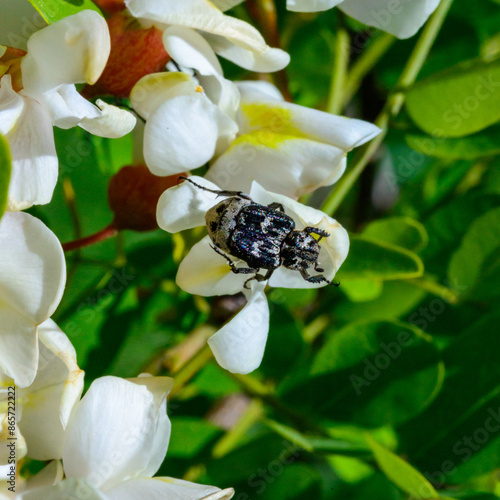 Valgus hemipterus (Scarabaeidae), beetle on the inflorescence of an acacia tree photo