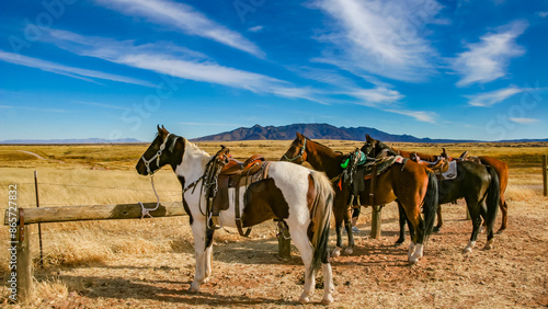 Obraz na plátně A painted horse leads these saddled horses tied to the hitching post in the grasslands of the American Southwest near Tucson, Arizona
