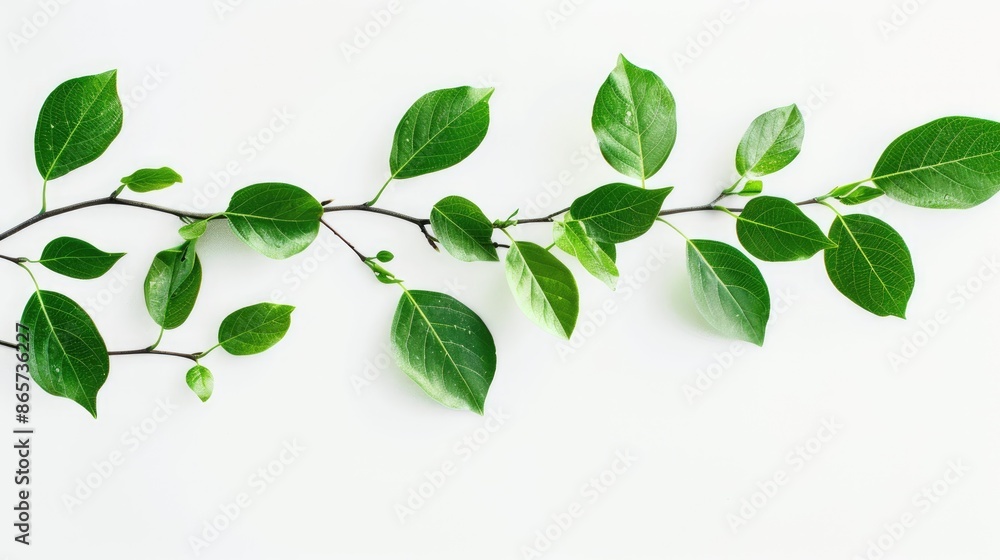 Green leaves twig on white background Green leaves twig on white background